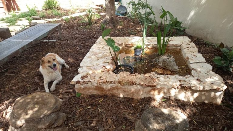 כיצד לבנות בריכה אקולוגית שתחזיק שנים