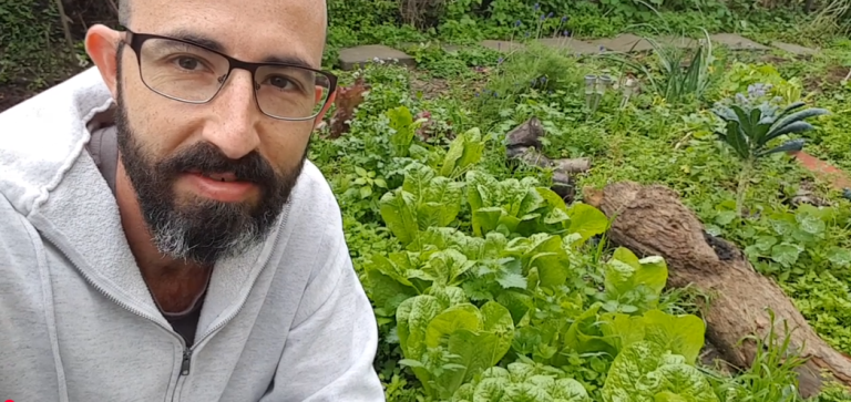 שילוב צמחי בר בערוגת הירק