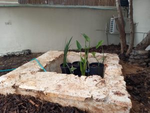 הקמת בריכה אקולוגית