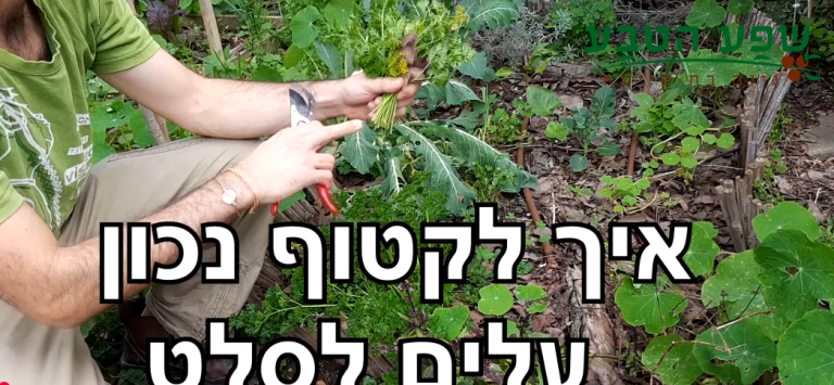 איך קוטפים נכון ירקות חורף