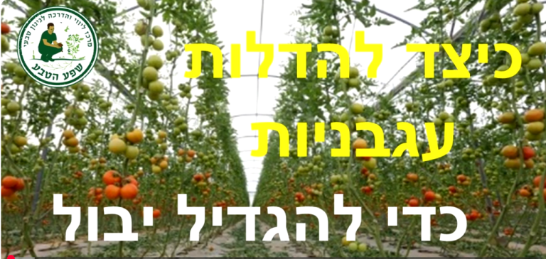 כיצד להדלות עגבניות כדי להגדיל יבול