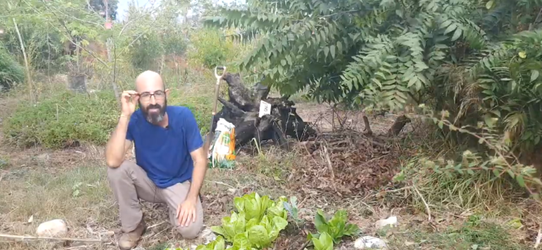 קטיף נכון של חסה פטרוזליה מנגולד קייל ושמיר