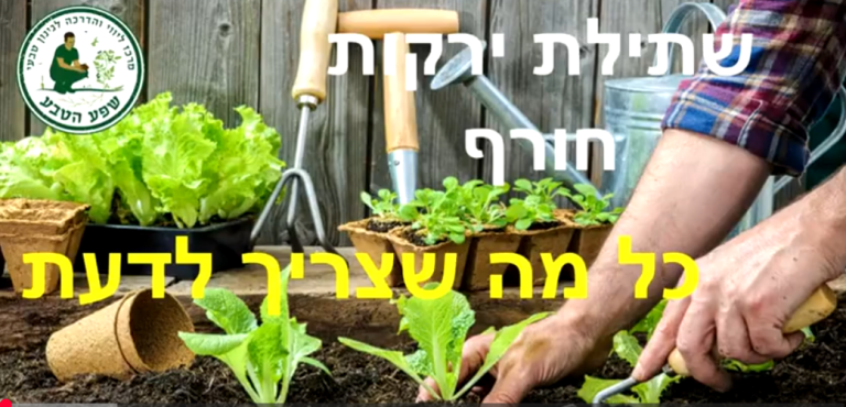 שתילת ירקות חורף