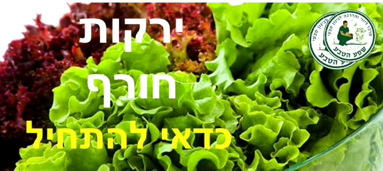 שתילת ירקות חורף מוקדם, עוד בסוף הקיץ