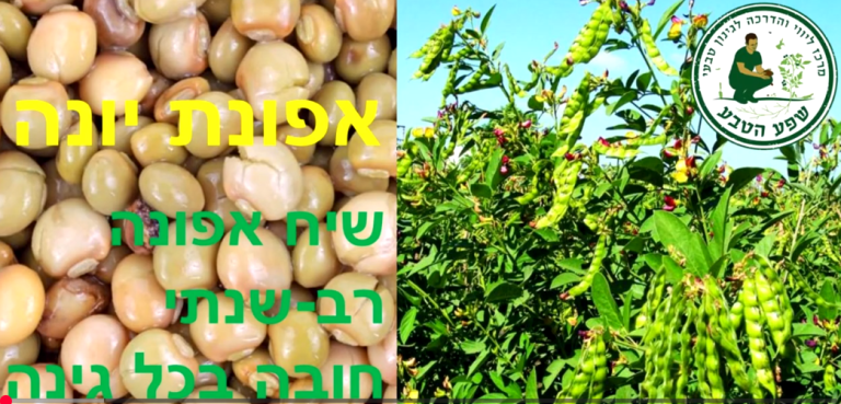 אפונת יונה: קיטנייה רב שנתית בריאה
