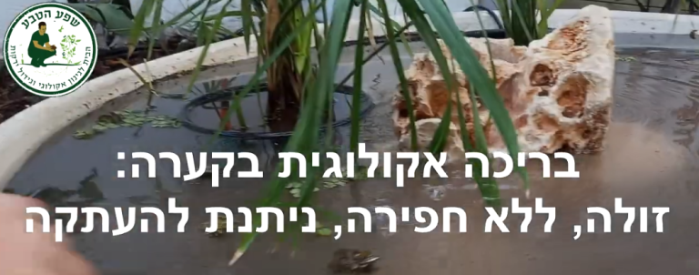 בריכה אקולוגית בקערה