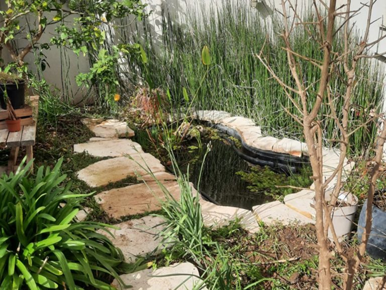 הקמת בריכה אקולוגית