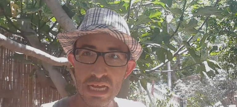 יקרונית התאנה, אחד המזיקים הבעייתים