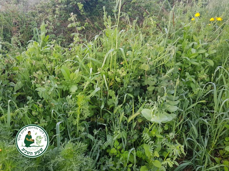 למה כדאי לשלב קטניות בגינה שלנו