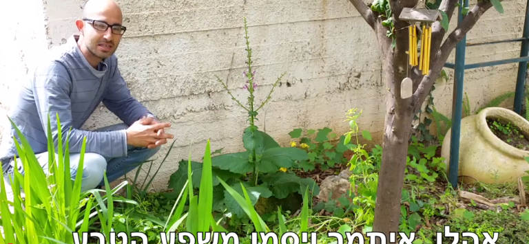 מרוות ירושלים