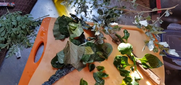 סלט ירקות טבעוני מצמחים רב שנתיים