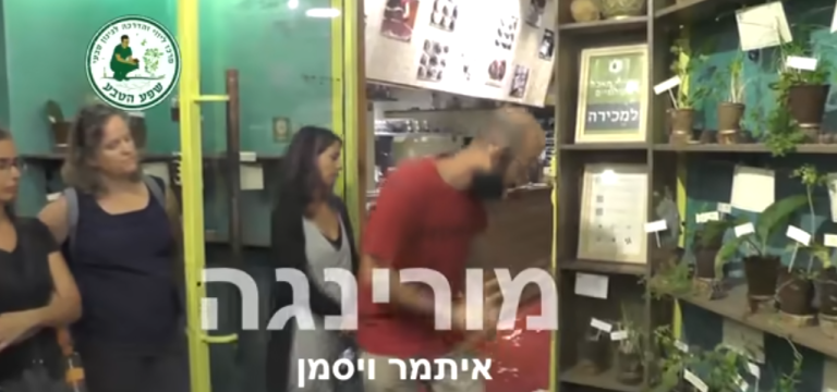 עץ מורינגה מכונפת