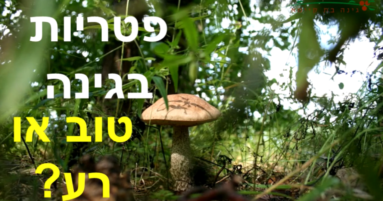 פטריות בגינה זה טוב או רע