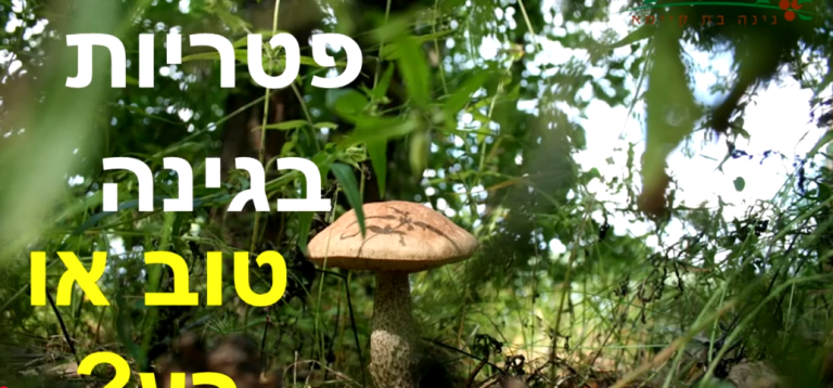 פטריות בגינה זה טוב או רע