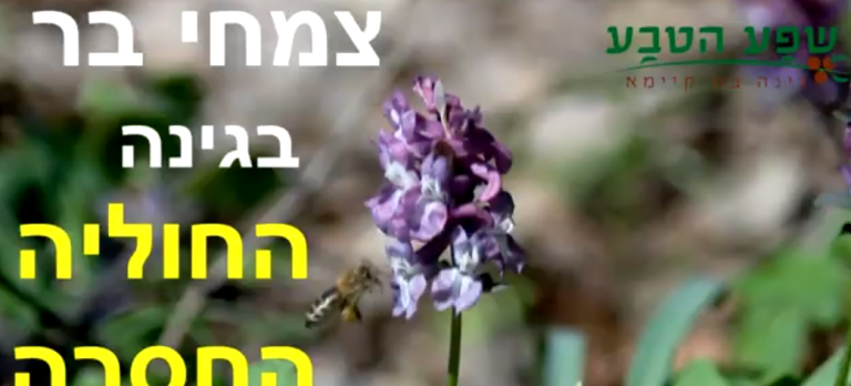 צמחי בר – החולייה החסרה בגינה