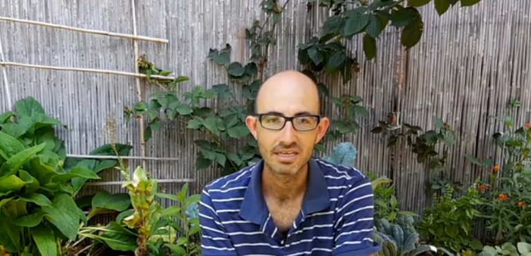 רגילת הגינה או ריג'לה