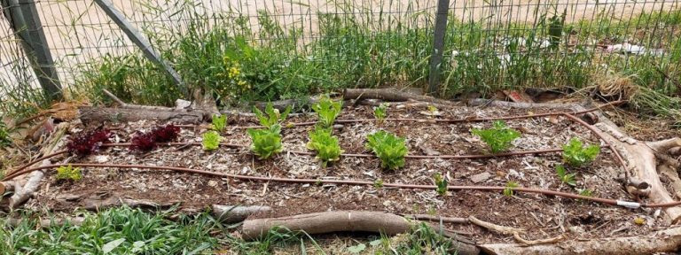 רענון ערוגות הירק ושתילות חורף
