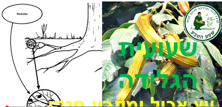 שעועית הגלידה – עץ אכיל ומקבע חנקן