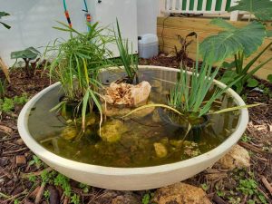 בריכה בקערת בטון