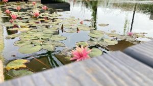 צמחיית מים צפה