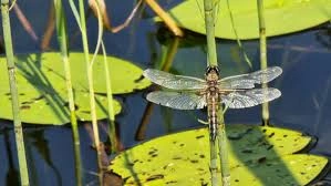 הקמת בריכה אקולוגית