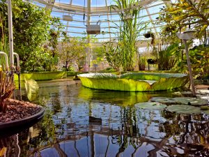 בריכות אקולוגיות לגינה