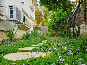 חיפוי צמחי של הקרקע