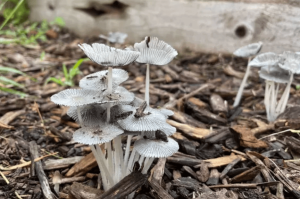פטריות. נציגות ביולוגיית הקרקע בוקעות מהחיפוי