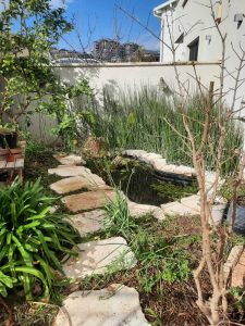 שילוב בריכה אקולגית בגינת היער