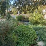 מה הן שבע שכבות הצימוח ביער