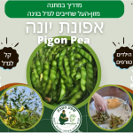 - אפונת יונה