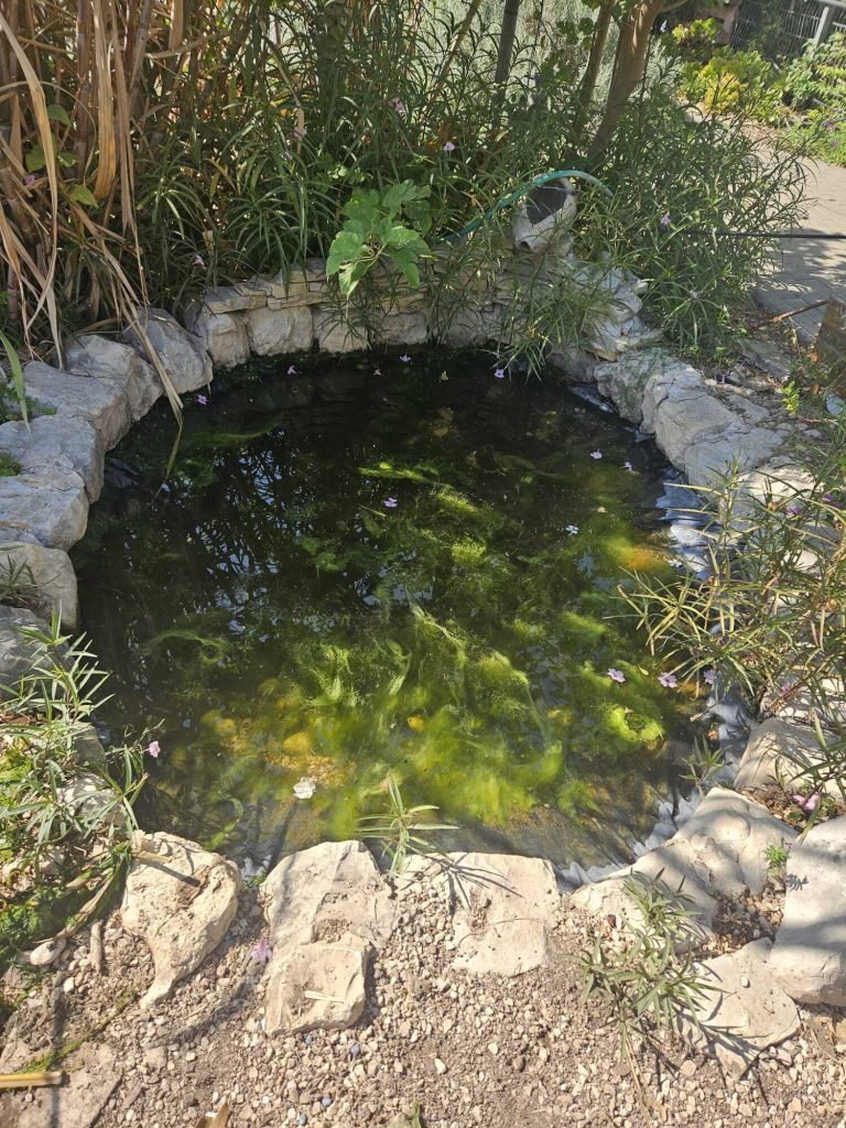 בריכה אקולוגית בטבעון